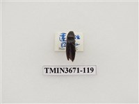 藏品(叩頭蟲(2))的圖片